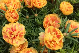 最近一直在下雨，淋雨以后的太阳花盆栽持续倒伏该怎么办？图片