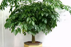 幸福树掉叶子？3个原因解决好，叶绿窜的高，幸福自然到图片