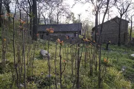 山西农村七旬老两口独居山脚老宅，种菜养牛和小猫作伴图片