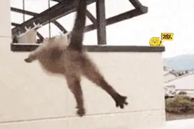 猫，动物界的极限作死王，你想不到它们有多沙雕图片