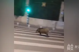150斤重野猪“逛”大街，南京警民联手抓捕图片