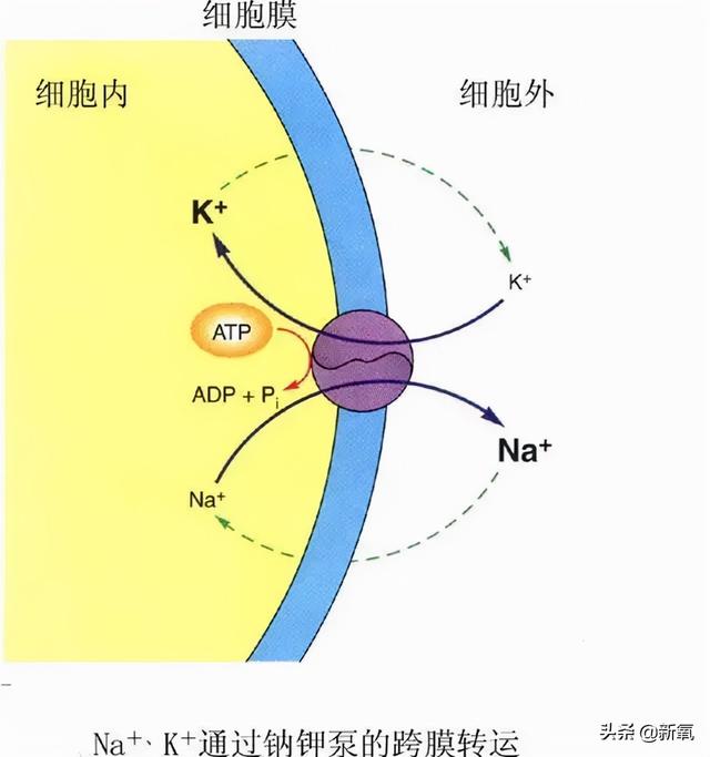 为什么泫雅的身材从来没有崩过？