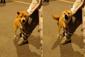 小母狗为什么也会抱着腿“拱”？其背后的法则人类是否也信奉过？图片