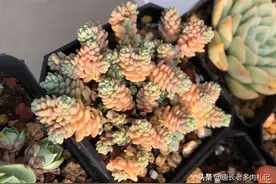 多肉旋叶姬星美小巧可爱，养出状态以后还能变成彩色，非常漂亮图片