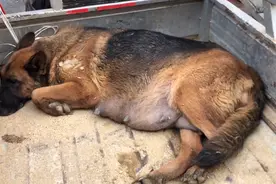 河南：1000！别人牵不走且即将临产的德牧还是被卖，大妈：养不起图片