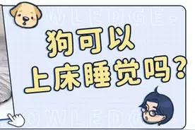 和狗一起睡觉，对健康有没有危害？图片