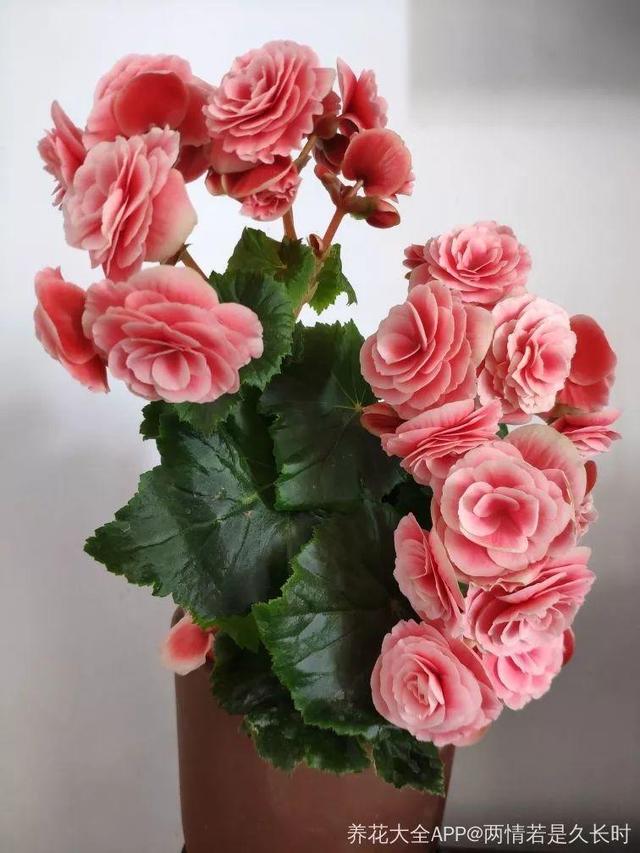 贝拉小蜜蜂草本身体乳