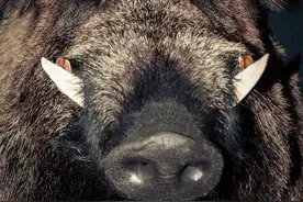 虎斑犬大战野猪王，死咬不放口，肠子挂树上依然血战到底图片