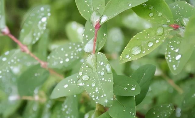蓝莓的花期管理