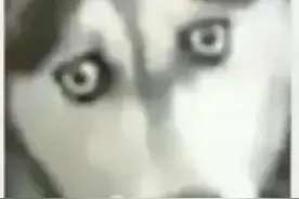 处对象时一定要记清楚家人的手机尾号，下面这个例子，极品图片