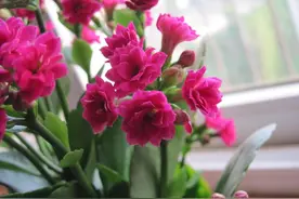 植物夏天会休眠？做好这2点，再也不怕它休眠了图片