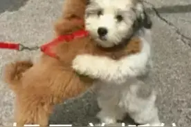 这些建筑资质认定在河北停止受理，想获得资质的企业可以这样操作图片