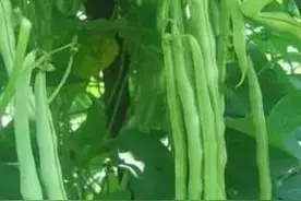 秋四季豆在什么时候播种最好？具体应该怎么做？图片