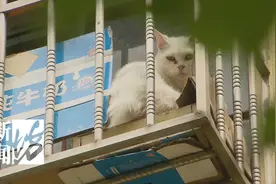 把房子留给66只猫住，自己搬走了！邻居：我们太难了图片