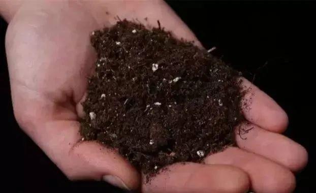 养分含量超高的营养土，自己在家也能做，省下一大笔 买花钱