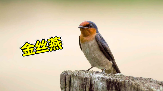 燕窝是怎么形成的图片 2026年燕窝是怎么形成的过程