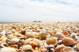 古代贝壳等于货币时，为何穷人不去海边捡些贝壳，让自己成有钱人图片