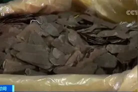 穿山甲鳞片做药材？海关破获走私大案 查获穿山甲鳞片820公斤图片
