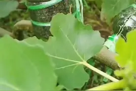 一塑料瓶，可获得一棵大苗，果树当年可开花结果，高空压条真神奇图片
