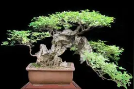 山上的“黄荆疙瘩”，做成盆景，古朴苍劲枝叶扶疏，观赏性强图片