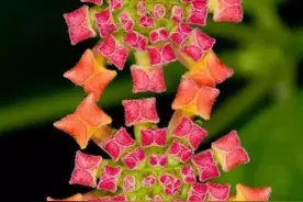 有趣的奇花异草，第三篇图片