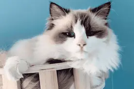 布偶猫可爱吧？拿脑子换的图片