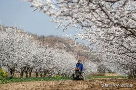 航拍山西晋南黄土高坡万亩花海，这里免费赏花踏青，看美成啥样子图片