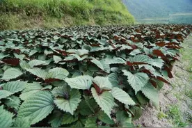紫苏高产种植技术，掌握科学管理知识，帮助种植户提高经济效益图片