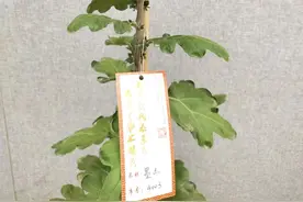 滦水紫云、鸾凤和鸣、玉波涤秋……名美花更美，秋日赏菊就来这里图片