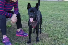 为什么现在养“黑狗”的人越来越多？这6点，懂行的都喜欢图片