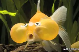 这些非自然环境下的产物，都是被杂交育出的可怕生物图片