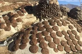 印度牛粪饼一盒卖到205元，经常卖到脱销，究竟有什么用处？图片
