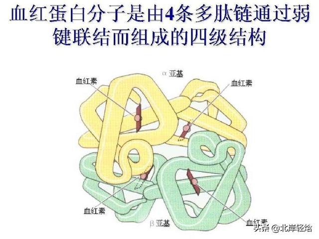 核糖体：揭开生物体内合成蛋白质的奥秘 2009年诺贝尔化学奖介绍