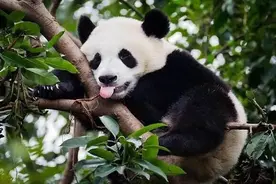 熊猫可以模仿人类，熊猫是人假扮的，这事你怎么看图片
