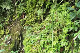 以前沦为野草，如今价值高越来越少，是“大神”用来造景的好材料图片