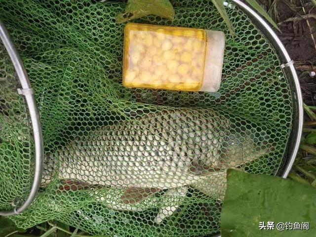 鲜玉米做钓饵这样加工一下，鱼爱吃又方便携带，不比买的差