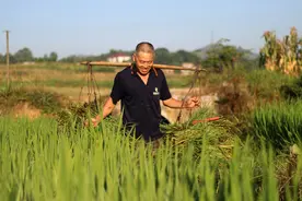 有专家讲不能重茬种植，其实“重茬病”就不存在，是施肥方法不当图片