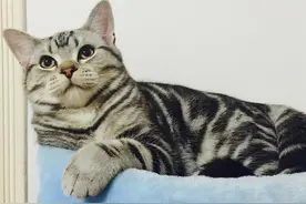 给虎斑猫剃完毛后，身上的花纹却消失了：难道被调包了吗？图片