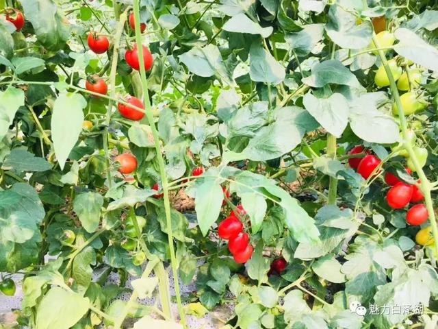 【文化节特辑】为期7天！6月1日-7日 2019·宜秀第三届龙舟文化节农耕体验精彩系列活动看过来！