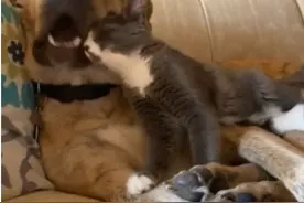 狗也爱吸喵？它忘情含住「整颗猫头」 猫咪抗议：你口臭很有味道图片