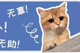 猫咪没有发情，为什么喜欢在家里乱尿？这7个原因很容易被忽视图片