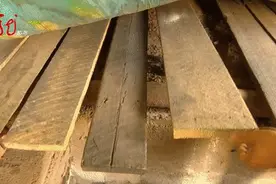 黑龙江男子床底下钻进一条蛇，一住就是三年！这特殊的“室友”，还真不是谁都敢跟它一起住图片