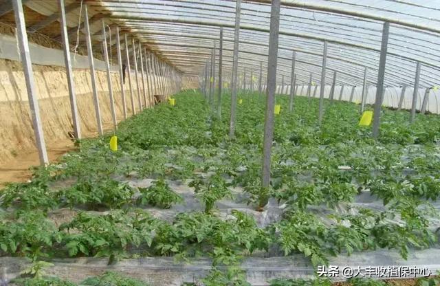 什么？喹啉铜杀菌防病这么神奇？我惊了