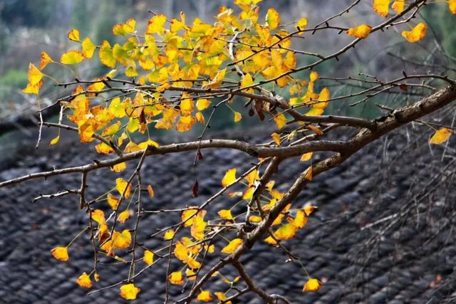 秋风吻尽银杏叶，艳遇醉美帽子峰