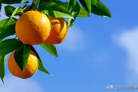 浙江省嘉兴市2020-2021学年高二下学期期末检测语文试题及答案图片