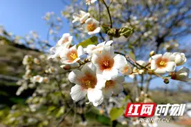 组图｜张花高速旁桐油花开，260多个品种，你见过么？图片