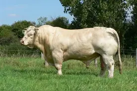 法国培育出“肌肉怪牛”，最重1.6吨，中国当宝贝养了50多年图片