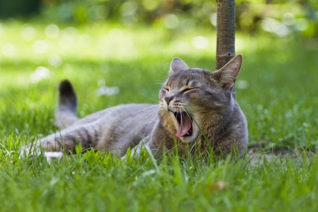 猫咪的尿液奇臭无比？那可能它的这项能力很厉害