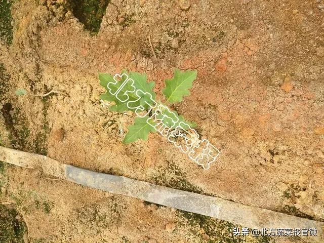 「苗期追肥」甲壳素、氨基酸、海藻酸…… 挑最合适的配