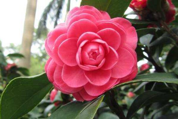 观赏性强,许多人都喜爱在家里养殖茶花,可是茶花的品种许多,区别品种